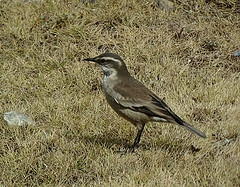 Cinclodes albiventris