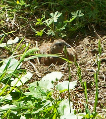 Coturnix ypsilophora