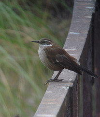 Cinclodes atacamensis