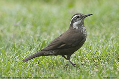 Cinclodes patagonicus