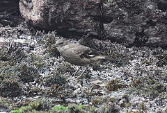 Cinclodes taczanowskii