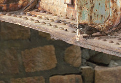 Cinclodes nigrofumosus