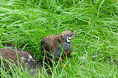 Excalfactoria chinensis