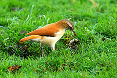 Furnarius cinnamomeus