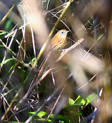 Sylviorthorhynchus desmurii