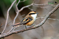 Aphrastura spinicauda