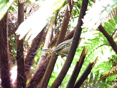 Aphrastura masafuerae