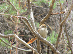 Leptasthenura fuliginiceps