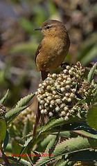 Leptasthenura yanacensis