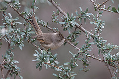 Leptasthenura platensis