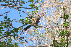 Leptasthenura aegithaloides