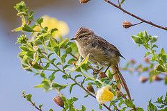 Leptasthenura striolata