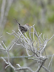 Leptasthenura pileata