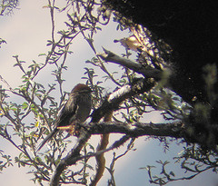 Leptasthenura xenothorax