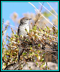 Leptasthenura striata