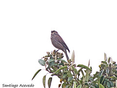 Leptasthenura andicola