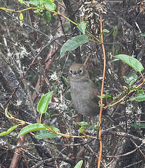 Asthenes griseomurina