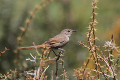 Asthenes pyrrholeuca