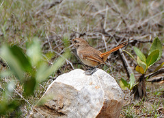 Asthenes huancavelicae