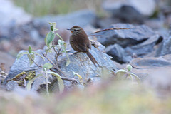 Asthenes urubambensis