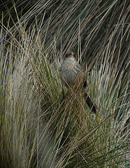 Asthenes maculicauda