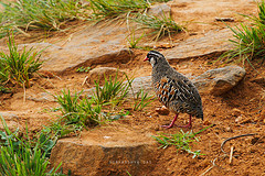 Perdicula erythrorhyncha