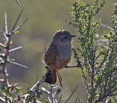 Pseudasthenes patagonica