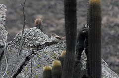 Pseudasthenes cactorum