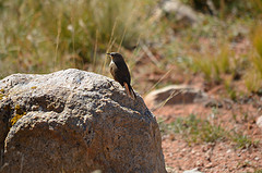 Pseudasthenes steinbachi