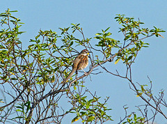 Schoeniophylax phryganophilus