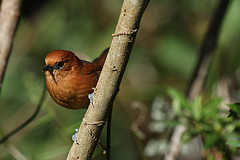 Synallaxis fuscorufa