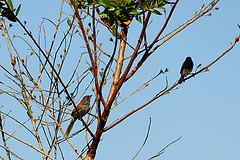 Synallaxis ruficapilla