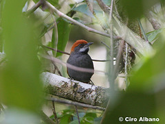 Synallaxis infuscata