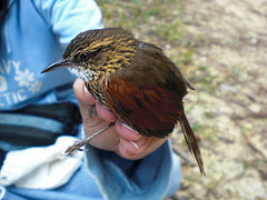 Synallaxis cinnamomea