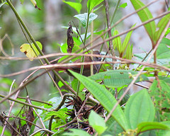 Synallaxis cinerascens