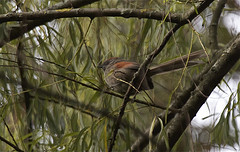 Synallaxis subpudica