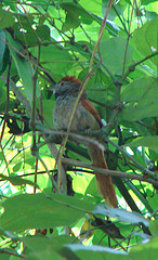 Synallaxis frontalis