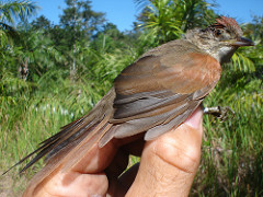 Synallaxis albescens