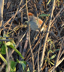 Synallaxis hypospodia