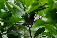 Synallaxis erythrothorax