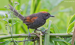 Synallaxis brachyura