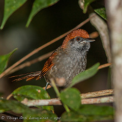 Synallaxis macconnelli