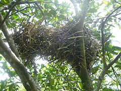 Synallaxis gujanensis