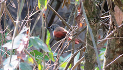 Synallaxis maranonica