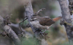 Synallaxis stictothorax