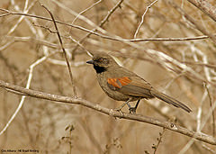Gyalophylax hellmayri