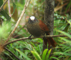 Cranioleuca albiceps