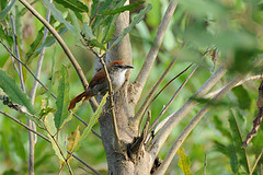 Cranioleuca vulpecula