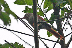 Cranioleuca subcristata