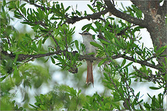 Cranioleuca pyrrhophia